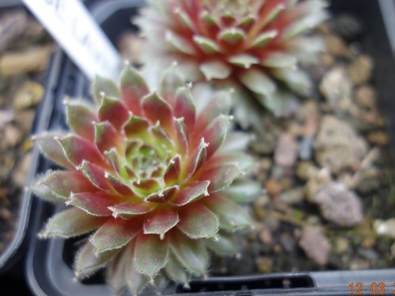 Korspelse Lavina