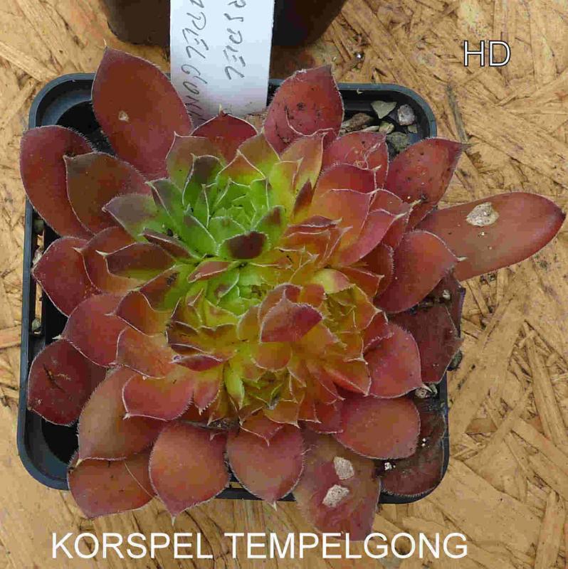 Korspel Tempelgong / Jovi