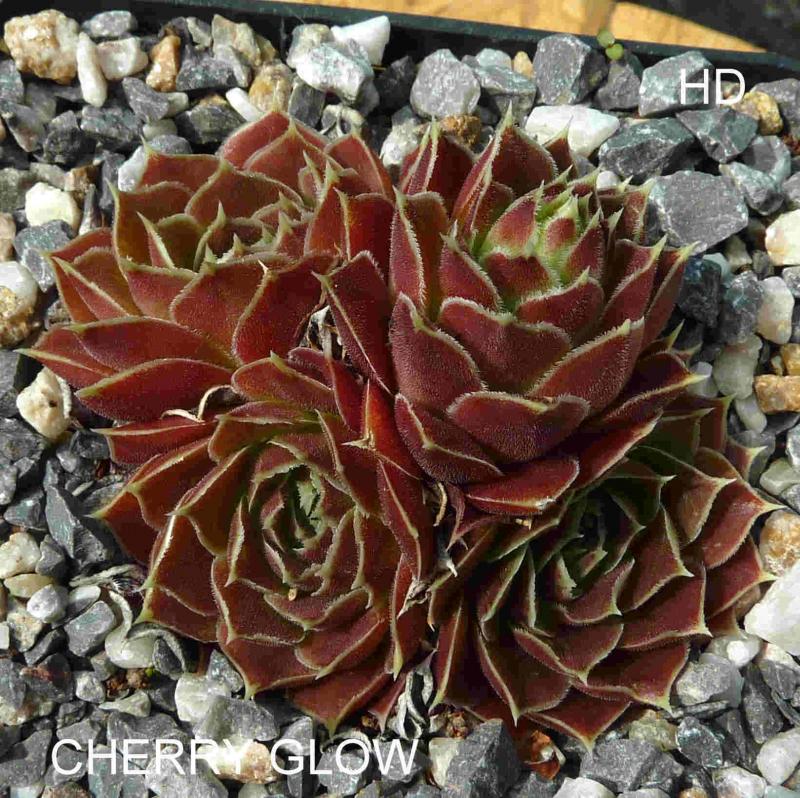 Cherry Glow / Jovi