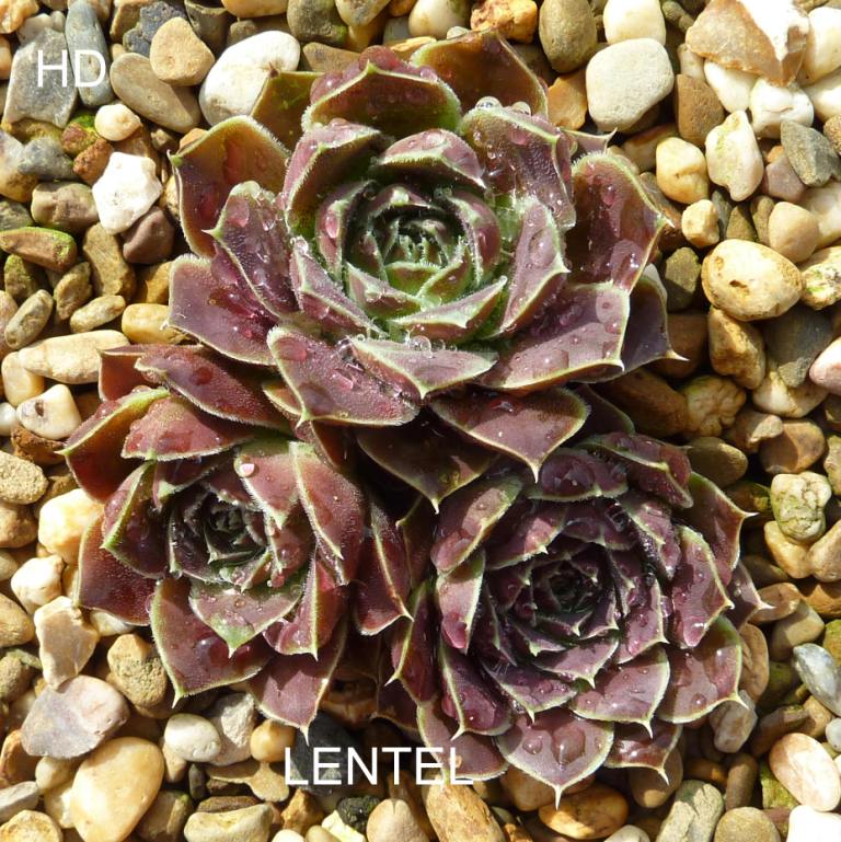 Lentel / Jovi