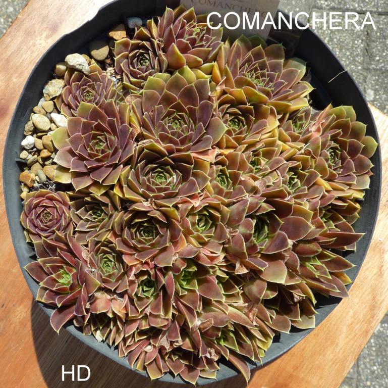 Comanchera / Jovi
