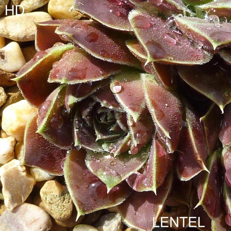 Lentel / Jovi