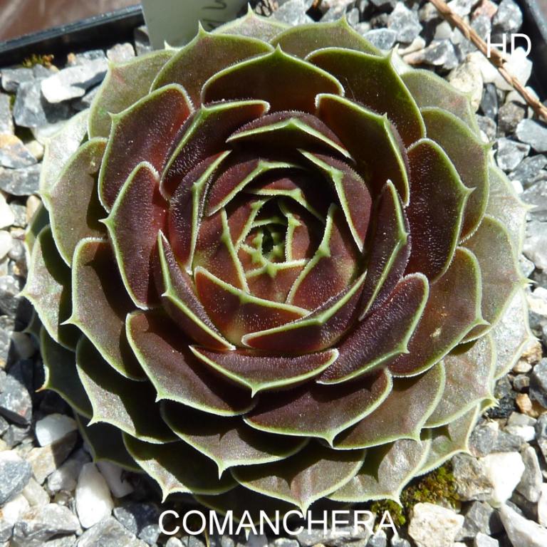Comanchera / Jovi