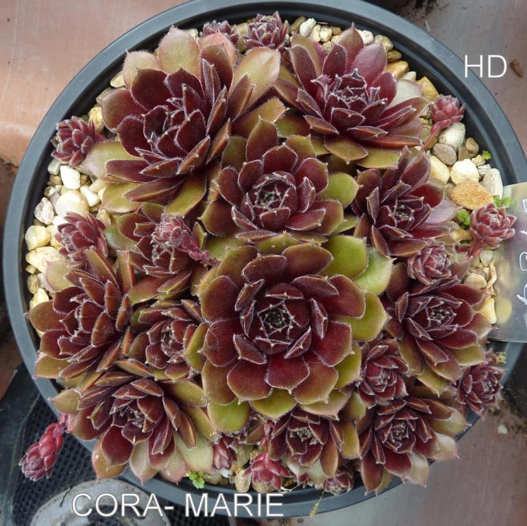 Cora-Marie