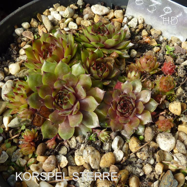 Korspel Sterre