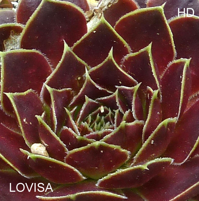 Lovisa / Jovi