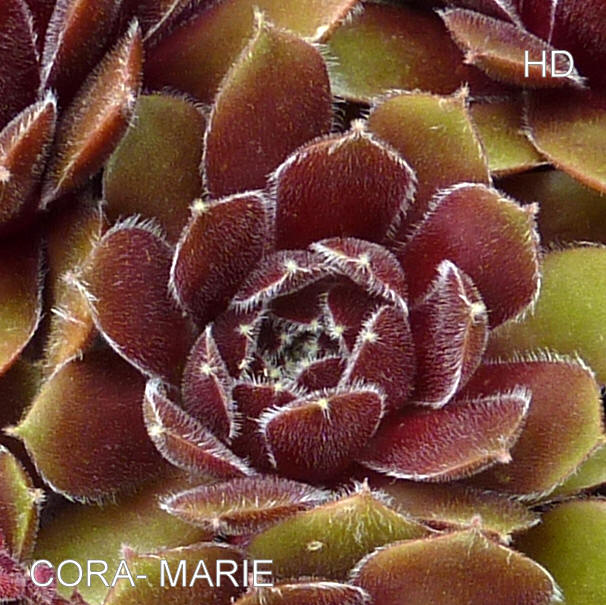 Cora-Marie