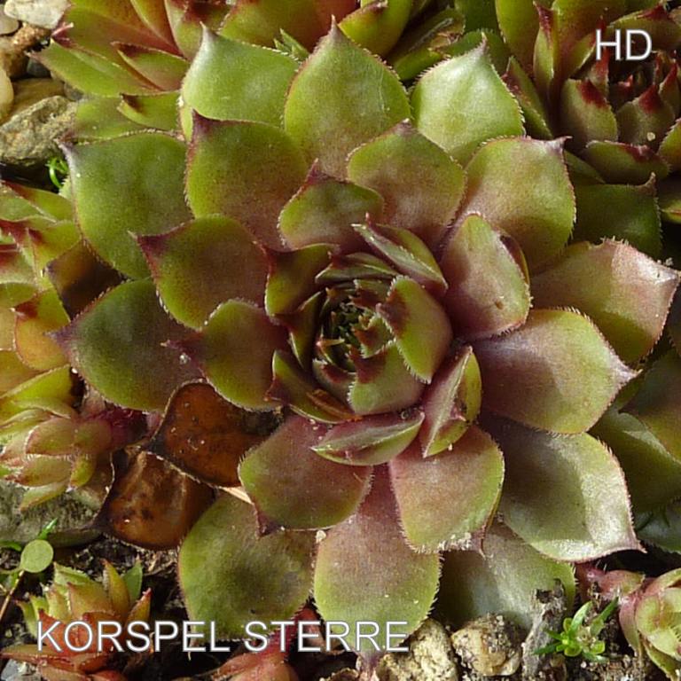Korspel Sterre