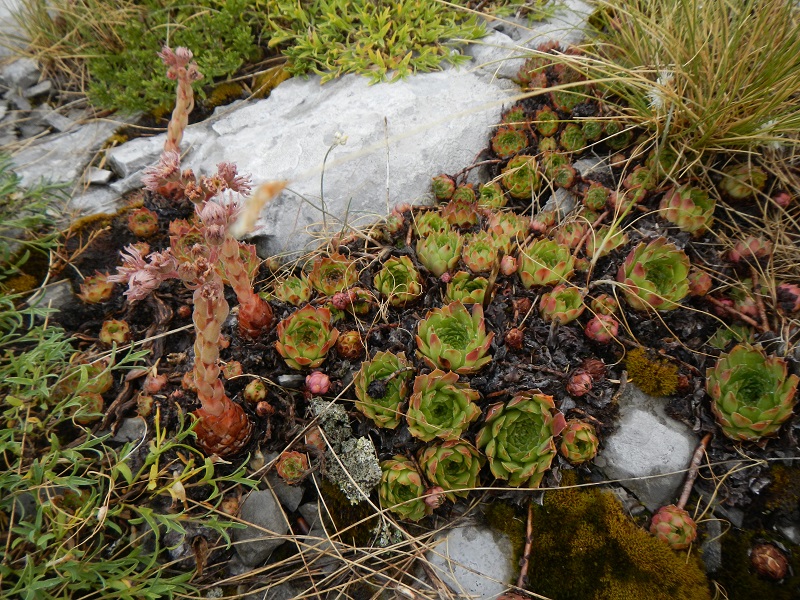 marmoreum ssp. marmoreum (dinaricum) from Mt. Velebit
