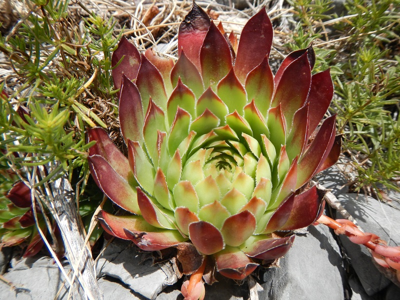 marmoreum ssp. marmoreum (dinaricum) from Mt. Velebit