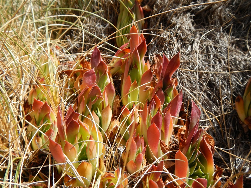 marmoreum ssp. marmoreum (dinaricum) from Mt. Velebit