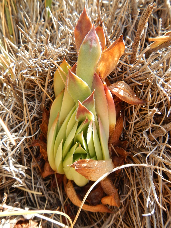 marmoreum ssp. marmoreum (dinaricum) from Mt. Velebit