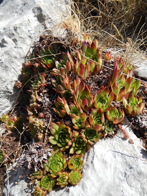 marmoreum ssp. marmoreum (dinaricum) from Mt. Velebit