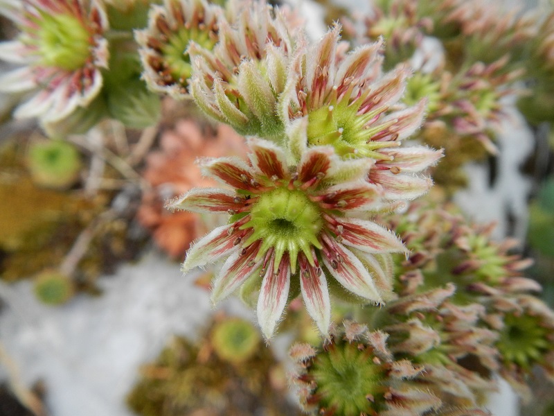 marmoreum ssp. marmoreum (dinaricum) from Mt. Velebit