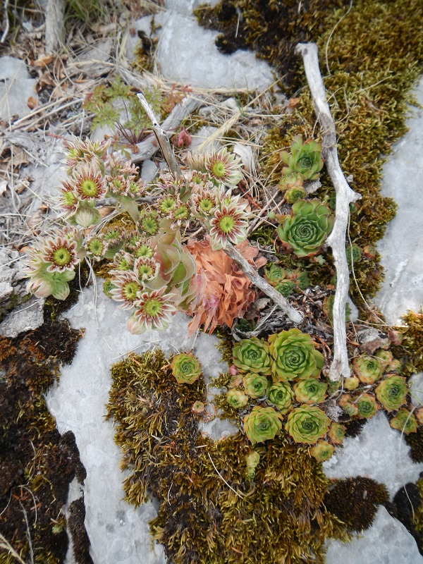 marmoreum ssp. marmoreum (dinaricum) from Mt. Velebit