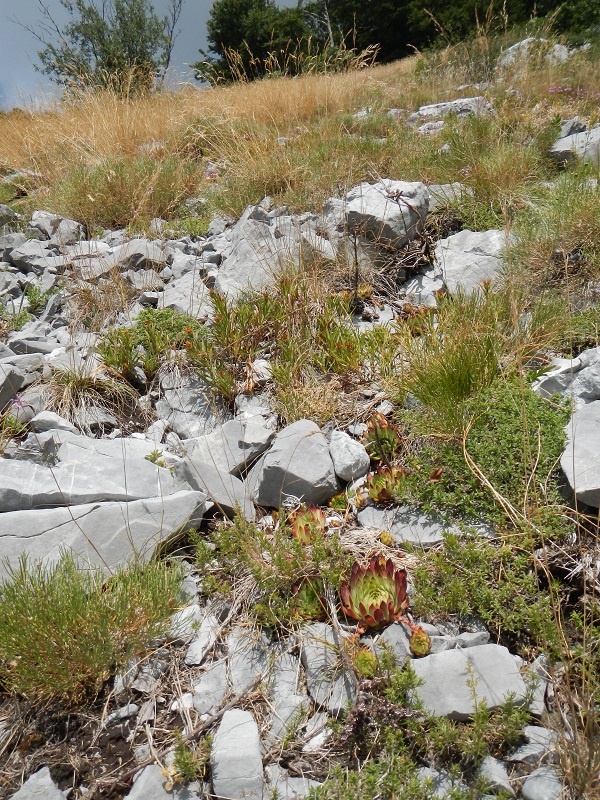 marmoreum ssp. marmoreum (dinaricum) from Mt. Velebit