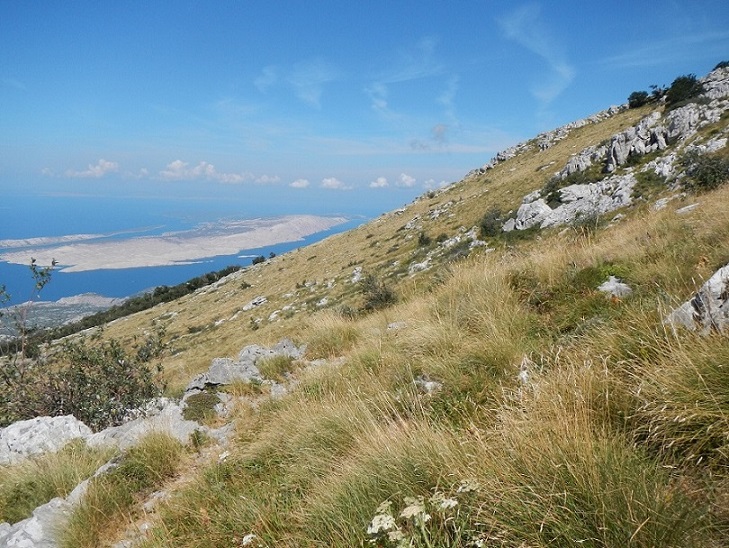 marmoreum ssp. marmoreum (dinaricum) from Mt. Velebit