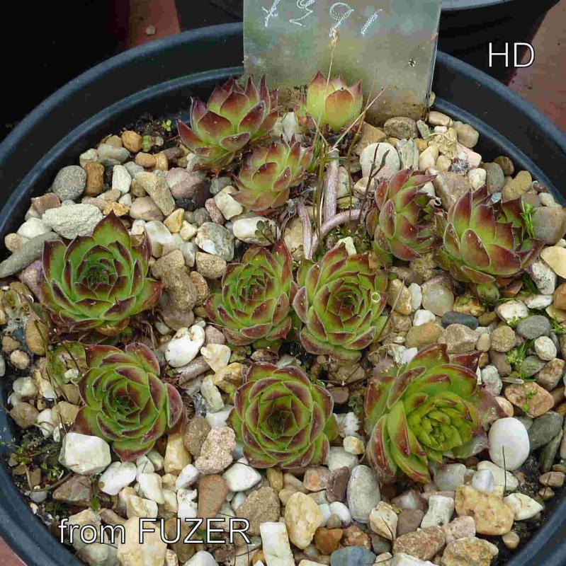 marmoreum ssp. matricum from Füzér