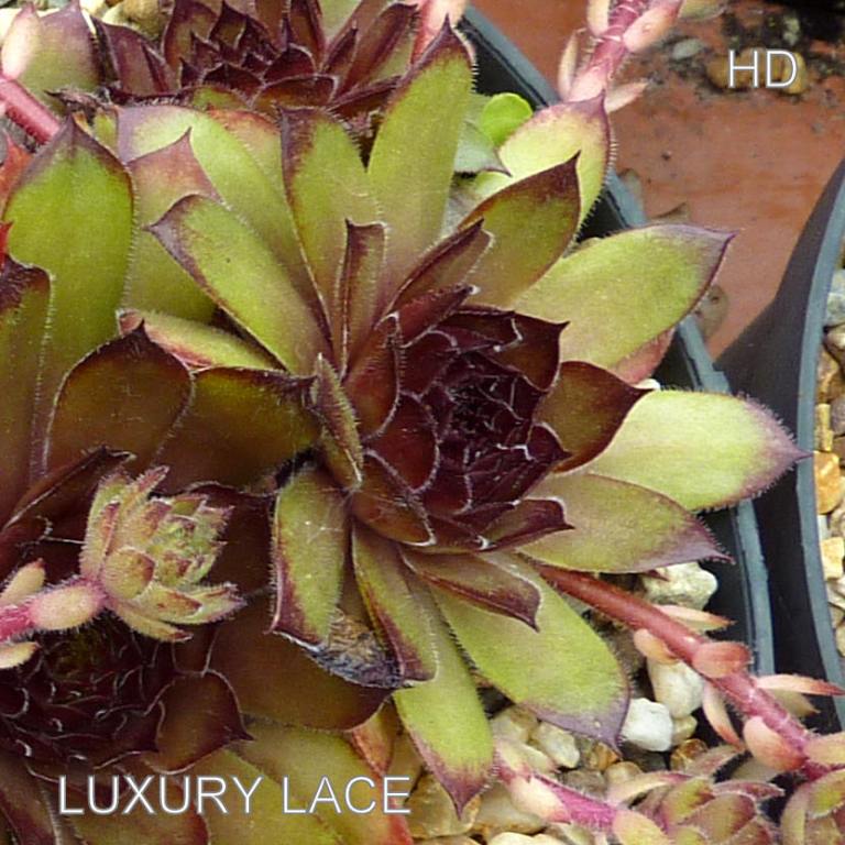 Luxury Lace