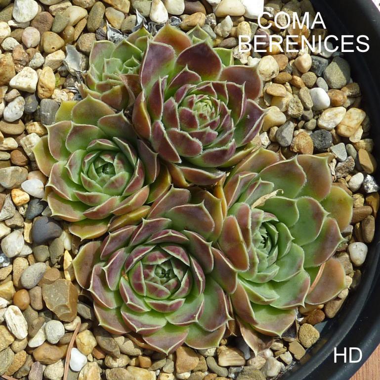 Coma Berenices / Jovi