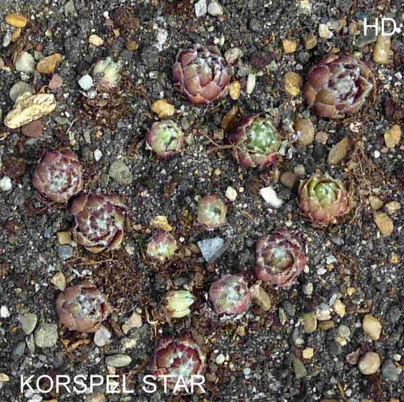 Korspel Star