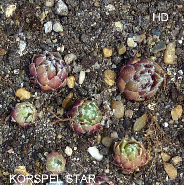 Korspel Star