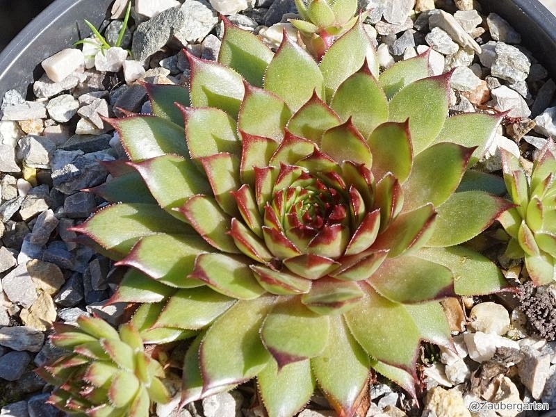 Lygia