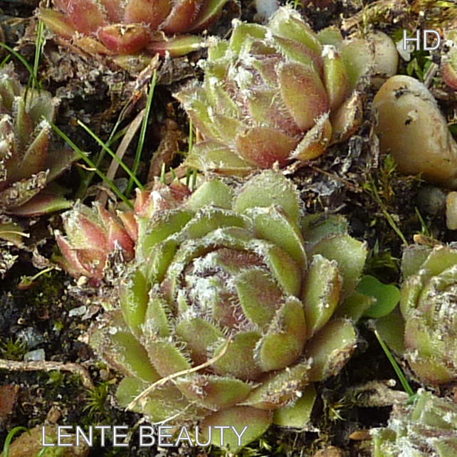 Lente Beauty
