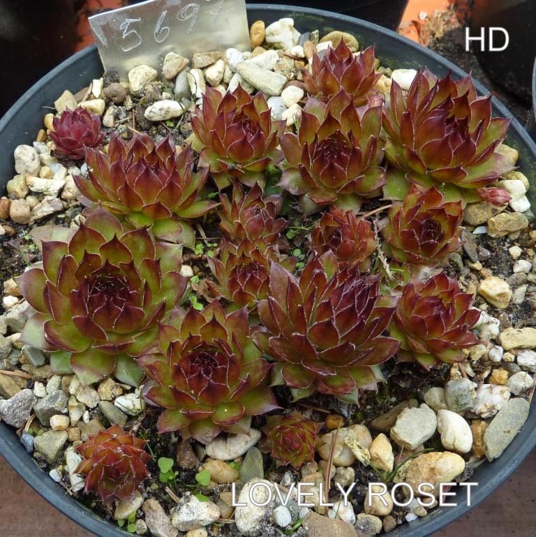Lovely Roset