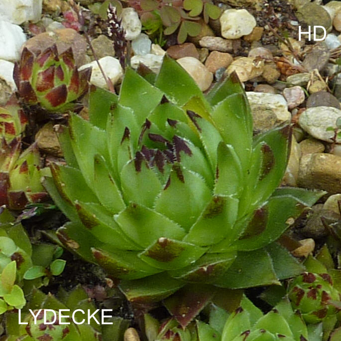 Lydeke / Jovi