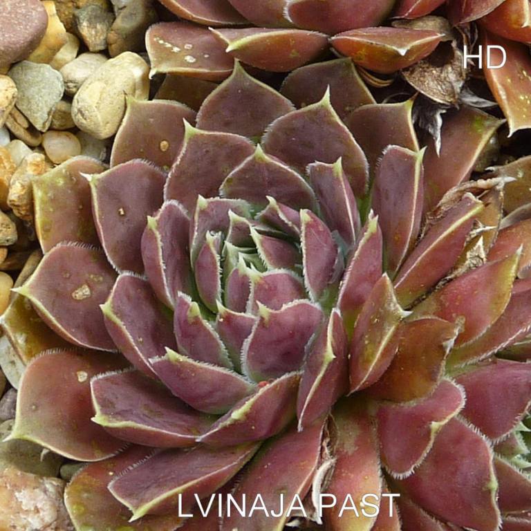 Lvinaja Past / Jovi