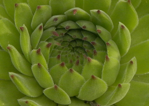 marmoreum ssp. reginae-amaliae (macedonicum) from Stogovo planina