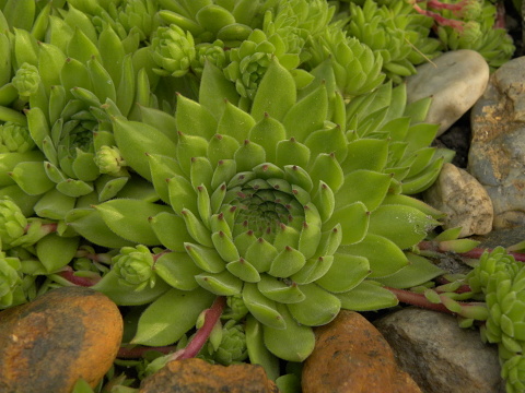 marmoreum ssp. reginae-amaliae (macedonicum) from Stogovo planina