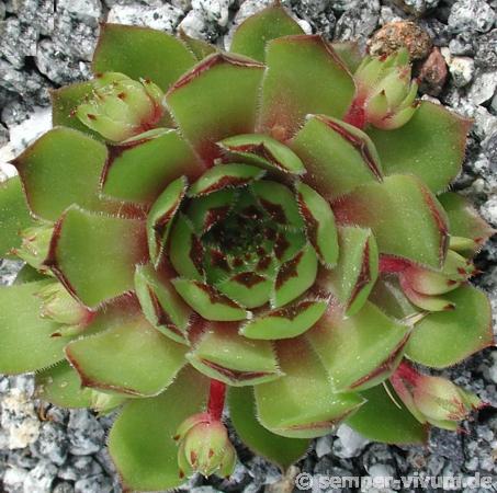 tectorum var. tectorum (glaucum) from "Val Bordolo"
