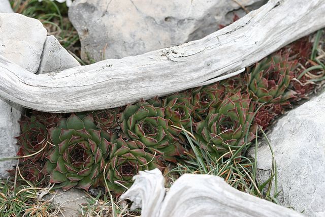 tectorum var. tectorum (guillemotii) from Mont Ventoux