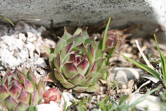 tectorum var. tectorum (guillemotii) from Mont Ventoux