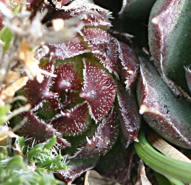 tectorum var. tectorum (guillemotii) from Mont Ventoux