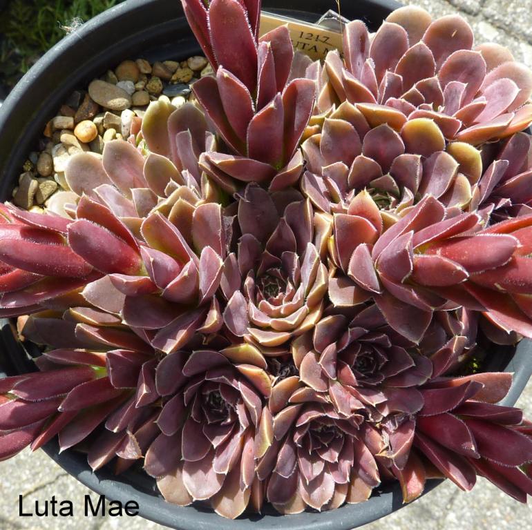 Luta Mae / Jovi