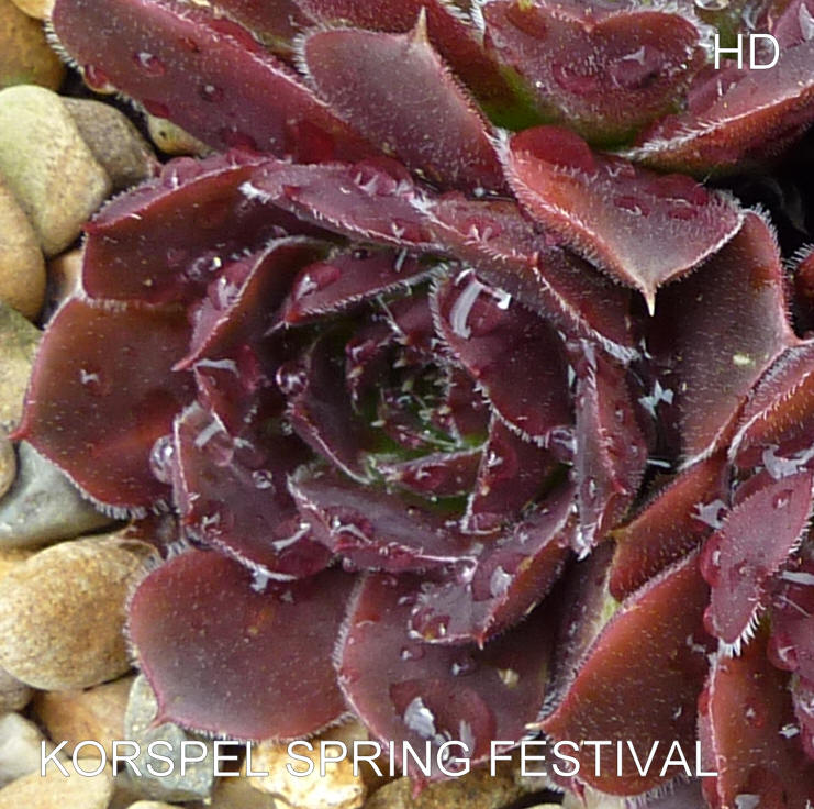 Korspel Spring Festival / Jovi