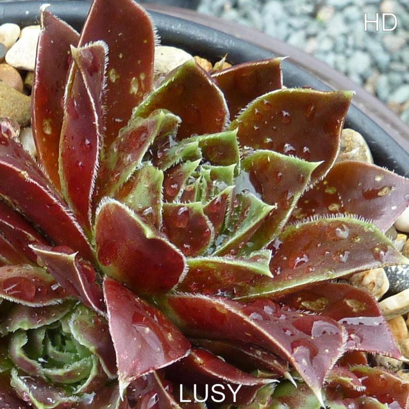 Lusy / Jovi