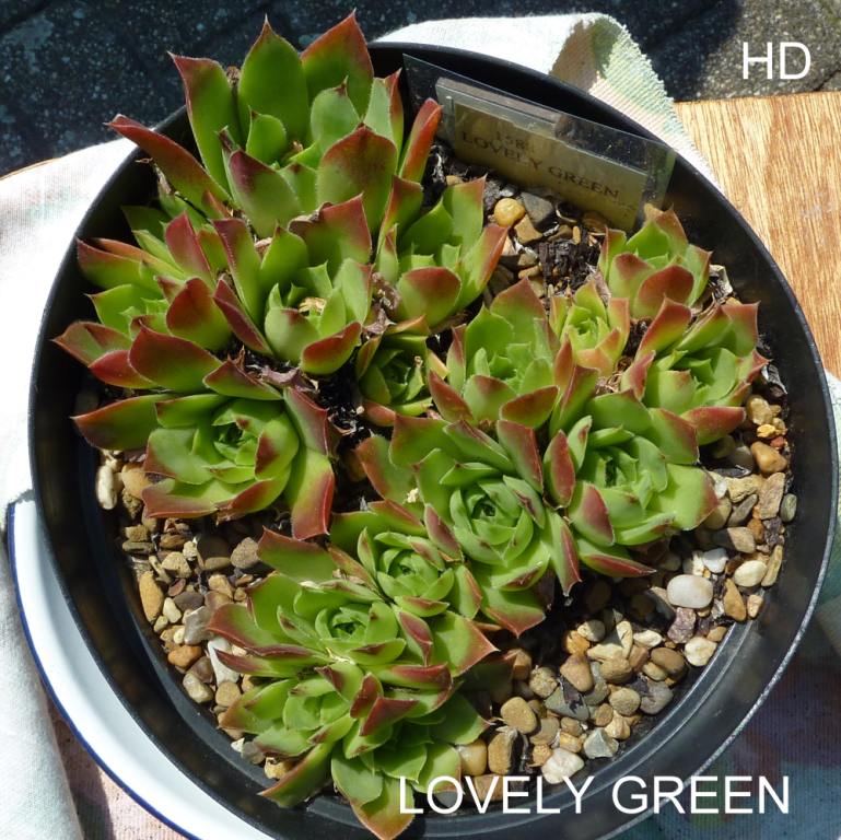 Lovely Green / Jovi