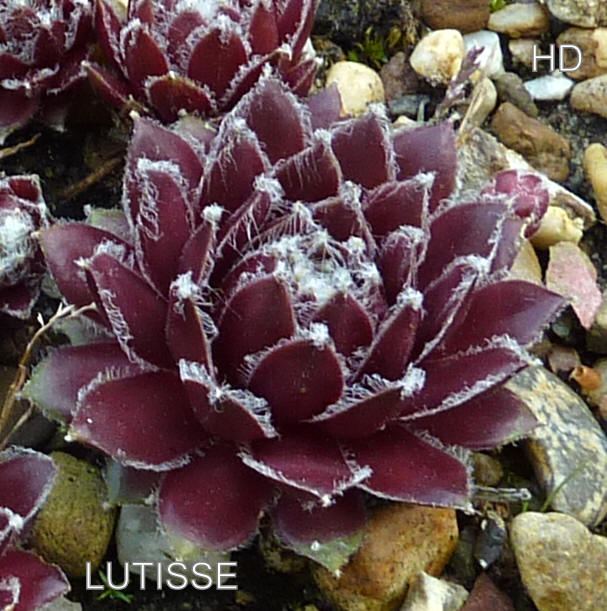 Lutisse