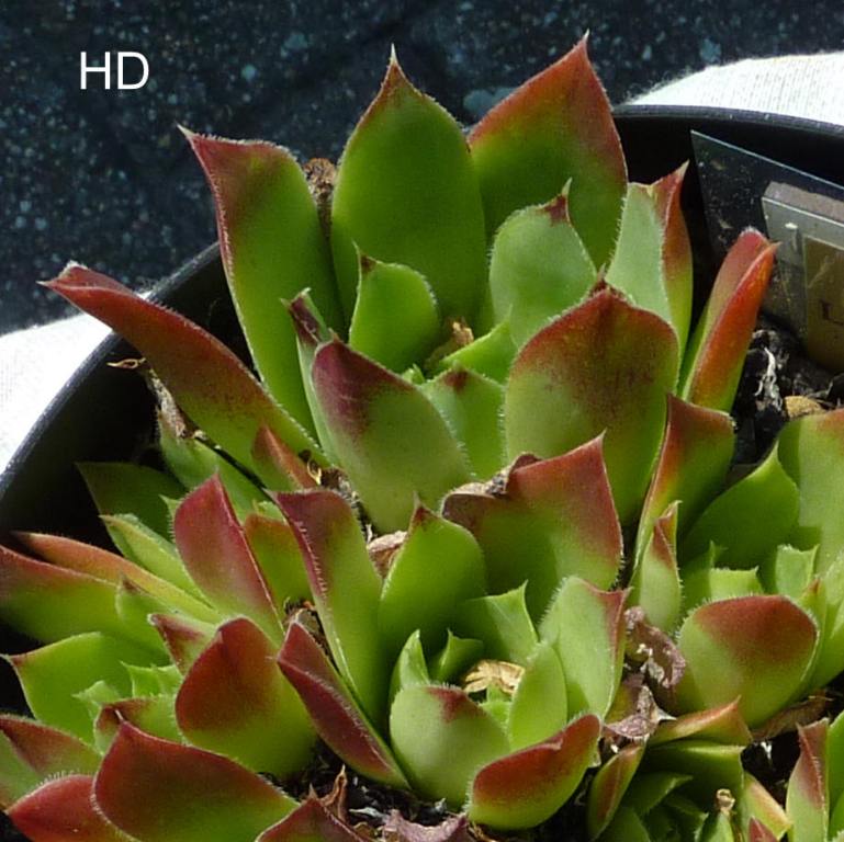 Lovely Green / Jovi