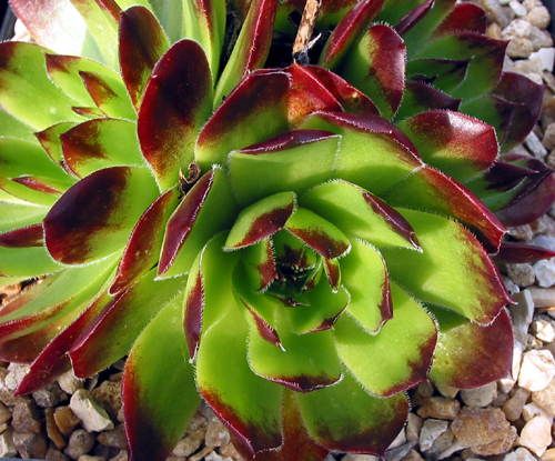 Lovely Green / Jovi