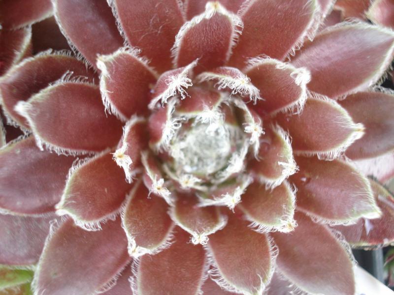 Lutisse