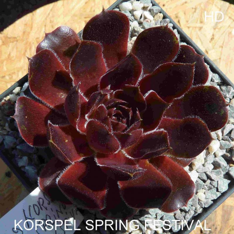 Korspel Spring Festival / Jovi