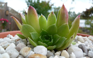 Lovely Green / Jovi