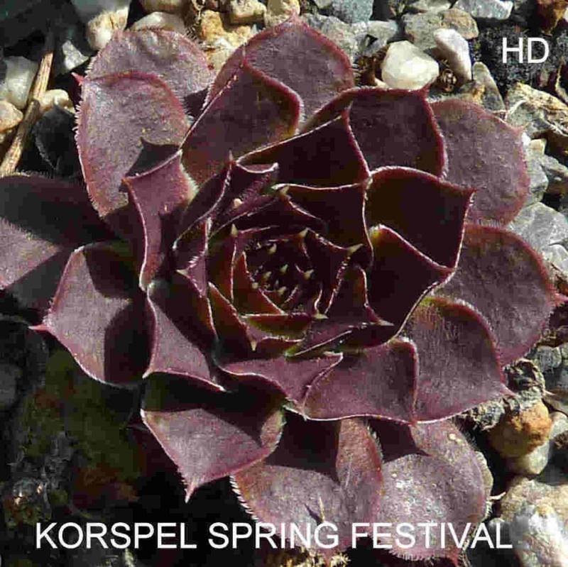 Korspel Spring Festival / Jovi