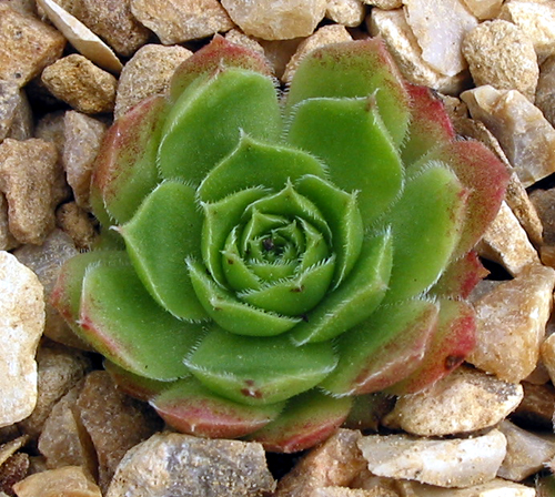 Lovely Green / Jovi