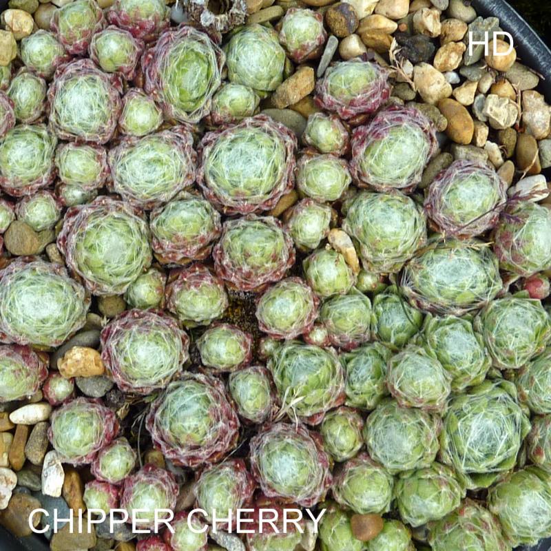 Chipper Cherry
